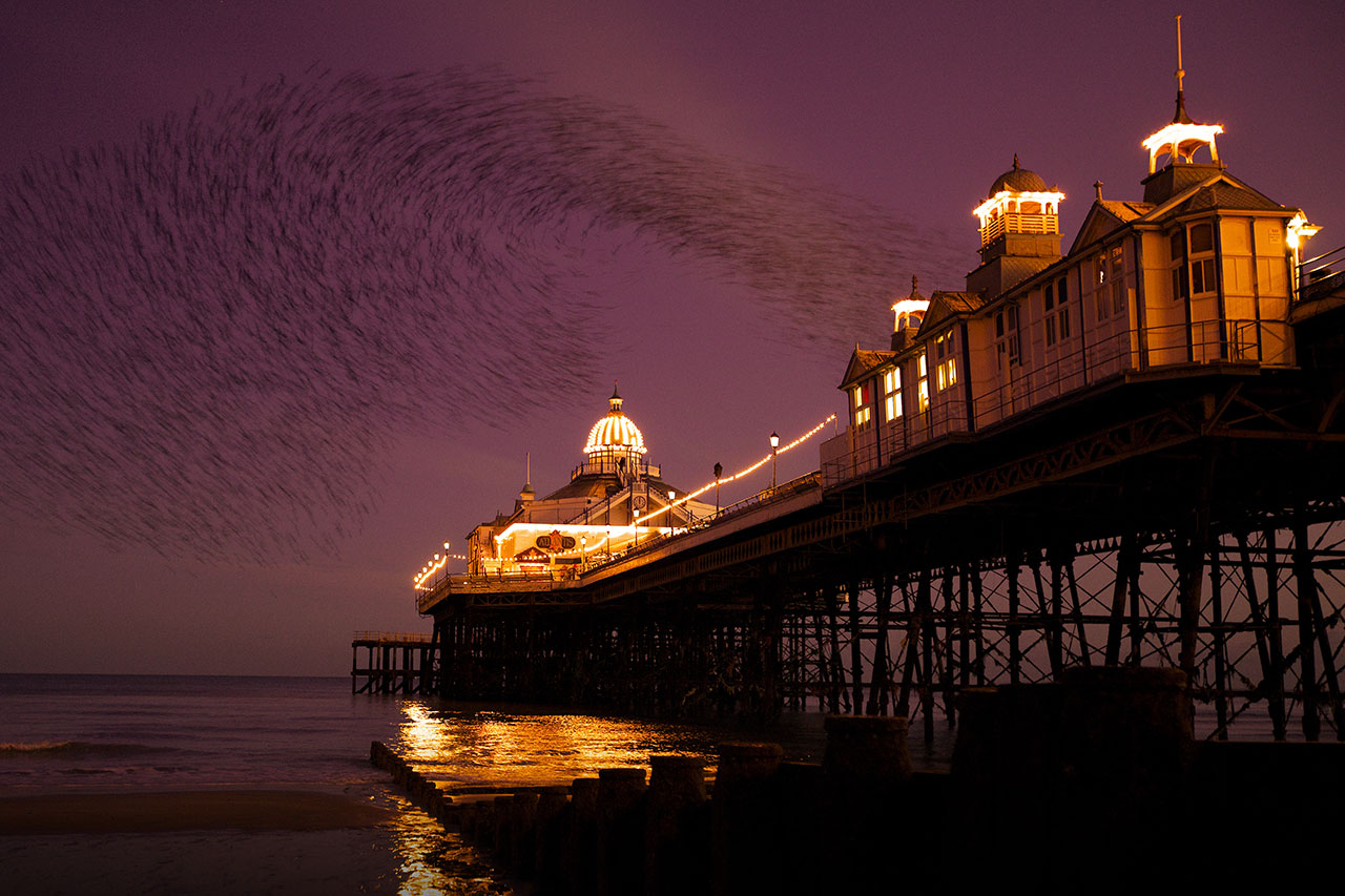 eastbourne pier starlings