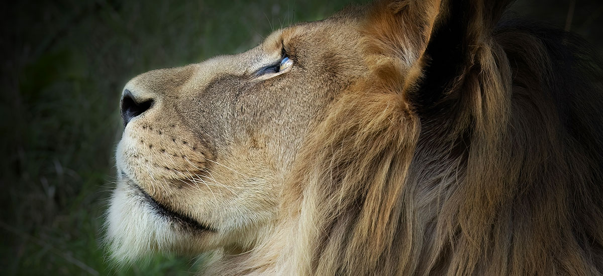 african lion the big cat sanctuary