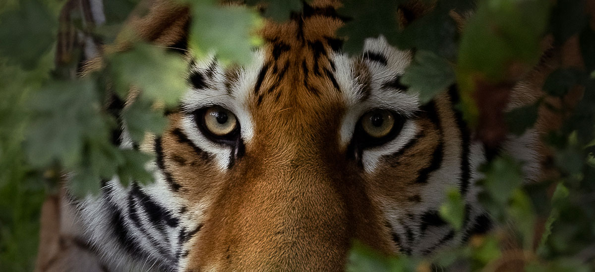 Amur tiger The Big Cat Sanctuary
