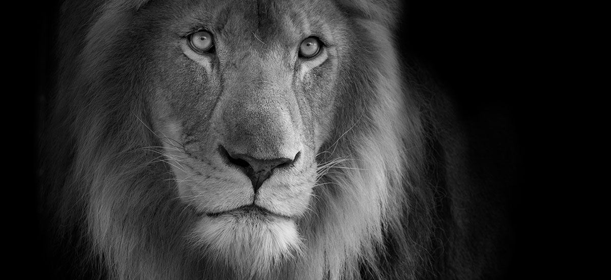 kasanga african lion the big cat sanctuary