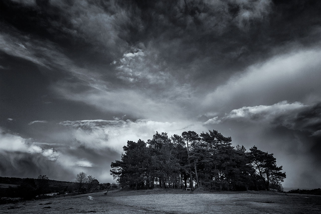 ashdown forest tree clump