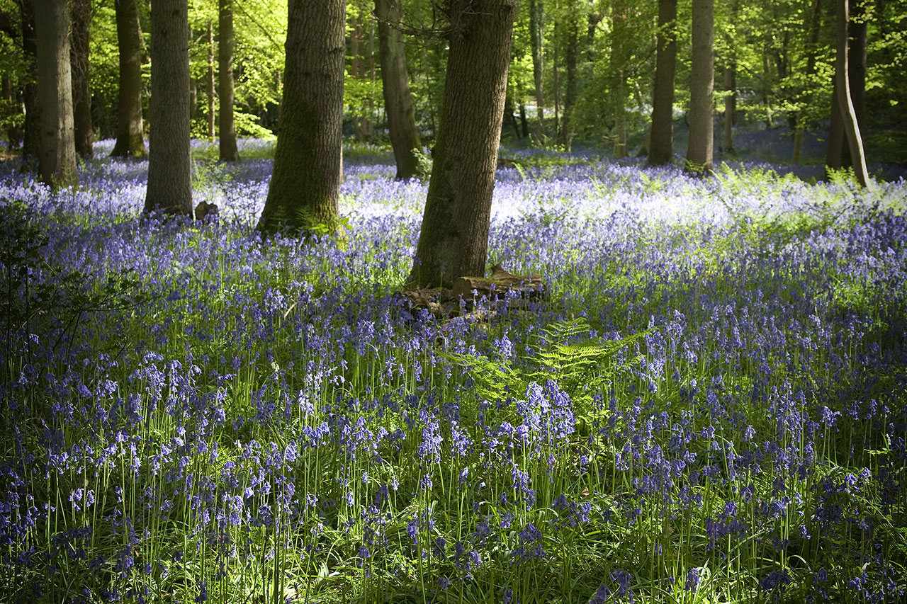staffhurst woods surrey