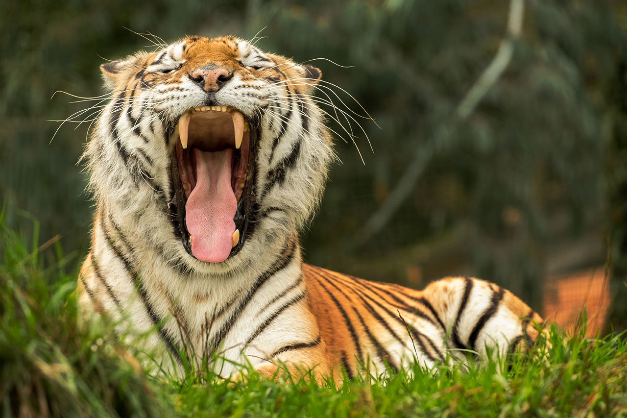 the big cat sanctuary