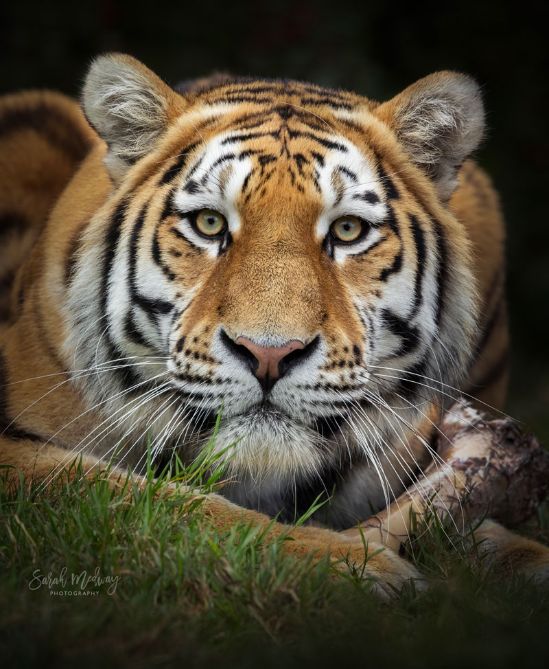 amur tiger
