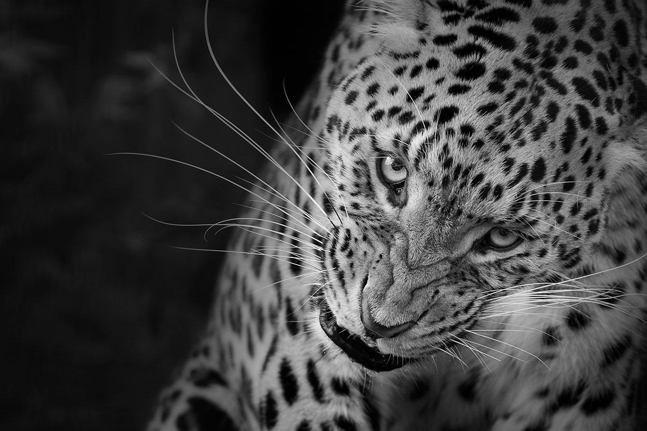 big cat wildlife photography